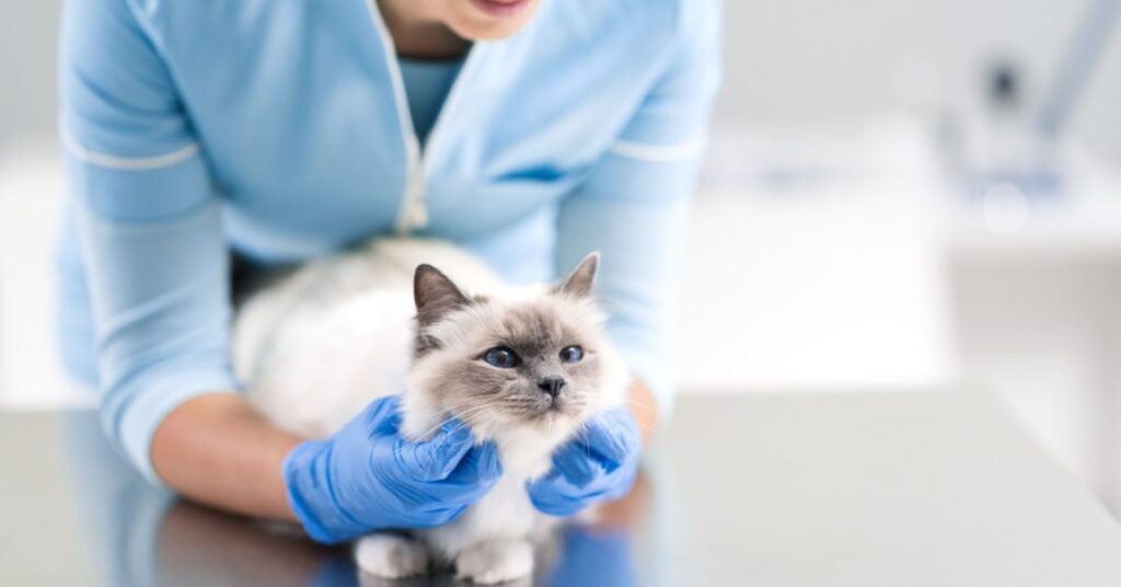 Kedi Hastalıkları