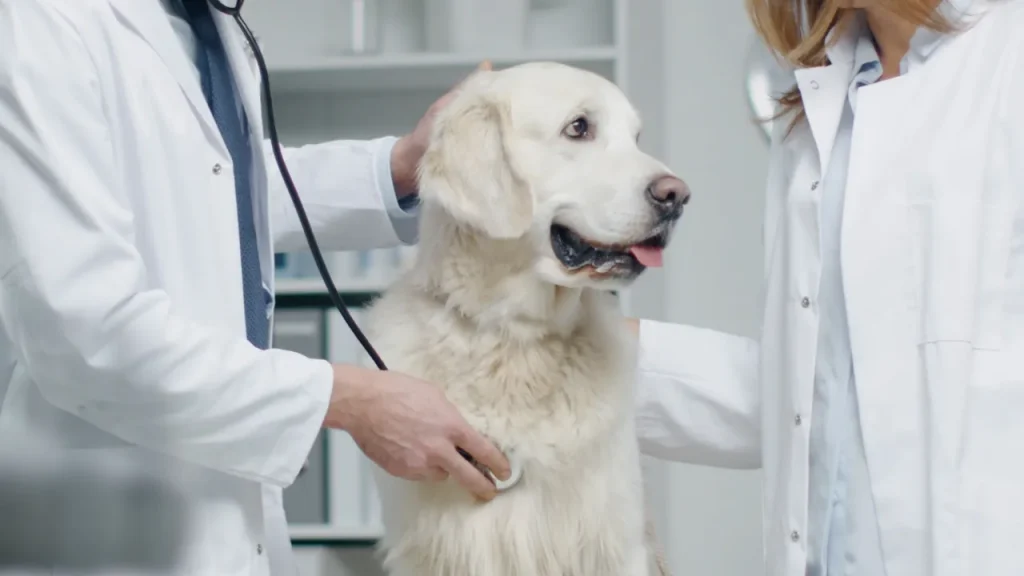 Köpeklerde Solunum Yolu Hastalığı